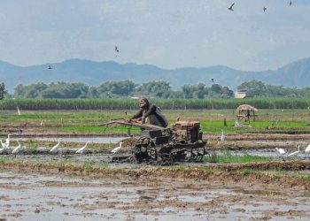 Kebutuhan Pupuk Melilit, Petani Tulungagung Menjerit