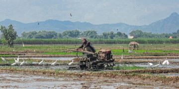 Petani di Tulungagung sedang membajak sawah. Foto: Bacaini/Setiawan