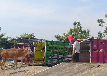 Kembali Dibuka, Pasar Hewan Terpadu Tulungagung Sepi