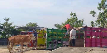 Kondisi hari pertama Pasar Hewan Terpadu Tulungagung masih sepi. Foto: Bacaini/Setiawan