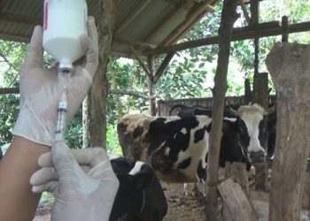 Kabupaten Jombang Terima 8.500 Dosis Vaksin PMK