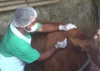 DKPP Kota Kediri Eksekusi Vaksinasi PMK