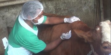 Vaksinator dari DKPP Kota Kediri menyuntikkan vaksin PMK pada sapi milik peternak. Foto: Bacaini/Darman