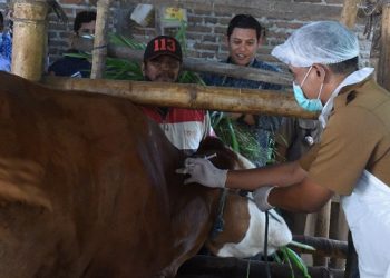 Kunjungi Kandang Sapi, Wali Kota Kediri Tinjau Vaksinasi PMK