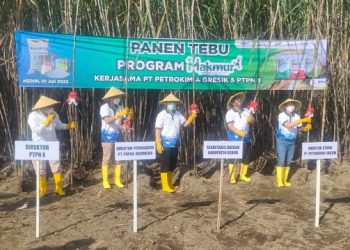 Kegiatan panen dan tanam perdana demplot Program Makmur di Kabupaten Kediri. Foto: Bacaini/AK.Jatmiko