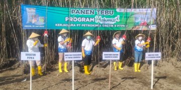 Kegiatan panen dan tanam perdana demplot Program Makmur di Kabupaten Kediri. Foto: Bacaini/AK.Jatmiko