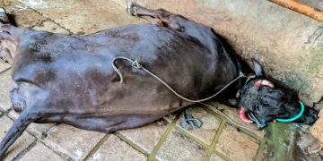 Sapi peternak mati terpapar PMK di Desa Penjor, Kecamatan Pagewojo, Tulungagung. Foto: Ist