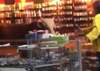 Sapi Kurban Masuk ke Toko Buku Perdana Kediri, Karyawan Kocar Kacir