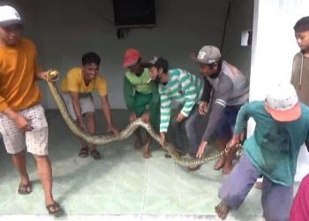 Ular sanca kembang saat berhasil ditangkap warga. Foto: Bacaini/Syailendra