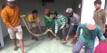 Ular sanca kembang saat berhasil ditangkap warga. Foto: Bacaini/Syailendra