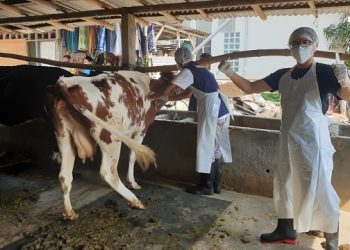 Intensifkan Pemantauan, 185 Kasus PMK di Kota Kediri Tuntas