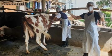 Pemantauan sapi milik peternak di Kota Kediri. Foto: Ist