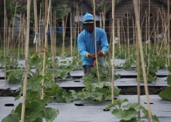 Kemarau Basah Jadi Ancaman Petani Hortikultura Tulungagung