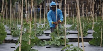 Petani melakukan perawatan tanaman hortikultura. Foto: Bacaini/Setiawan