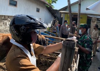 Pemkot Kediri Kembali Siapkan 500 Dosis Vaksin PMK Tahap II