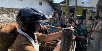 Pelaksanaan vaksinasi PMK tahap II oleh DKPP Kota Kediri. Foto: Ist