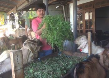 Dongkrak Penjualan, Penjual Hewan Kurban Berikan Garansi