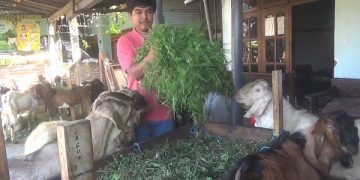 Doni saat memberi makan kambing yang dijualnya. Foto: Bacaini/Darman