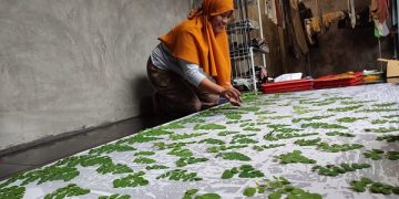 Anik saat mengerjakan proses produksi kain ecoprint menggunakan daun. Foto: Bacaini/Aby