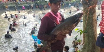 Salah satu peserta Grobyok Ikan yang mendapat ikan berukuran besar. Foto: Bacaini/AK.Jatmiko