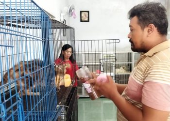 Bisnis Kawinkan Kucing Raup Cuan Jutaan