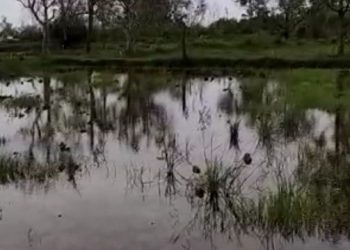 Limbah Tambak Udang di Bangkalan Merusak Sawah Warga