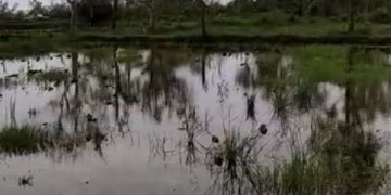 Kondisi sawah milik warga yang tercemar limbah tambak udang. Foto: Bacaini/Rusdi