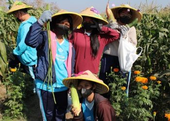 Sebanyak 330 Siswa SMP Kristen Petra Antusias Panen Hasil Pertanian