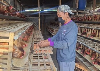 Harga Telur Naik, Peternak di Kediri Masih Ketar Ketir