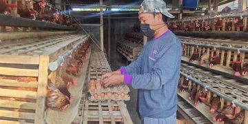 Hendriana di peternakan ayam miliknya. Foto: Bacaini