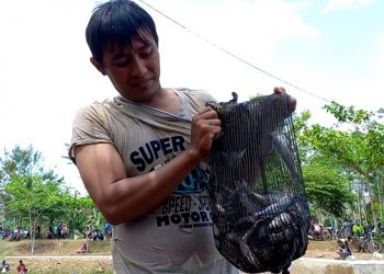 Pintu DAM Pacar Tulungagung Dibuka, Warga Pesta Ikan Mabuk