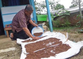 Sensasi Kopi Bacem Madu Khas Wonosalam Jombang