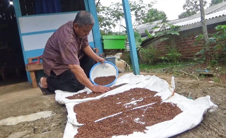 Sensasi Kopi Bacem Madu Khas Wonosalam Jombang