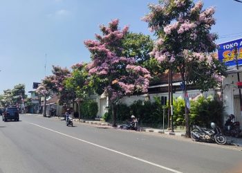 Mirip di Jepang, Bunga Tabebuya Bermekaran di Jalanan Kota Kediri
