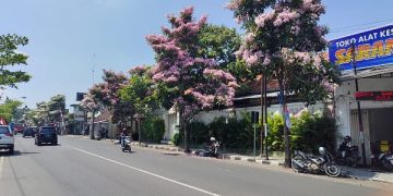 Bunga tabebuya yang mulai bermekaran di Jalan Brigjend. Pol. Imam Bachri Kota Kediri. Foto: Bacaini/AK.Jatmiko