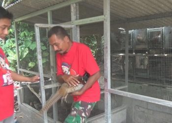 Pensiunan TNI di Jombang Sukses Budidaya Ayam Hias