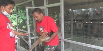 Sugiono di kandang ternak ayam hias miliknya. Foto: Bacaini/Syailendra