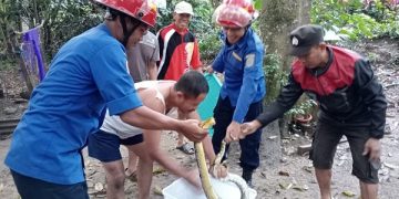 Proses penangkapan dan pengamanan ular yang meresahkan warga Trenggalek. Foto: Bacaini/Aby