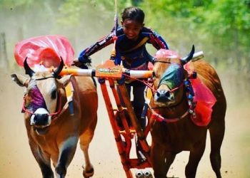Bangkalan Jadi Tuan Rumah Karapan Sapi Piala Presiden 2022