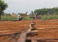 Petani di Tulungagung sedang menjemur tembakau. Foto: Bacaini/Setiawan