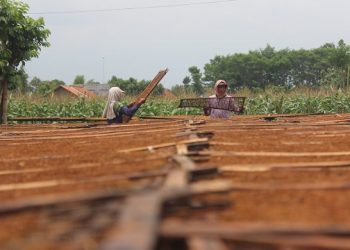 Stok Surplus, Harga Tembakau di Tulungagung Anjlok