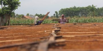 Petani di Tulungagung sedang menjemur tembakau. Foto: Bacaini/Setiawan