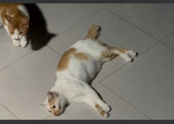 Diduga Diracun, Video Kucing Sekarat Bikin Netizen Geram