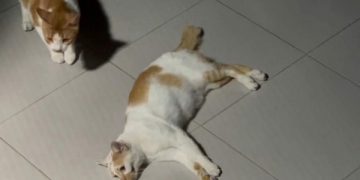 Salah satu kucingn sekarat dalam unggahan video viral. Foto: tangkapan layar video