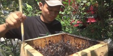 Arifudin Fridaus menunjukkan budidaya lebah klanceng miliknya. Foto: Bacaini/Syailendra
