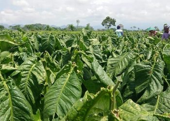 Lahan Tembakau di Tulungagung Terendam Banjir, Petani Gigit Jari