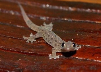 Ketahui 5 Alasan Umat Muslim Boleh Membunuh Cicak