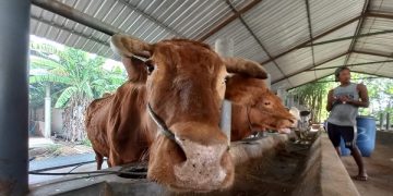 Sapi milik peternak. Foto: Bacaini/Setiawan