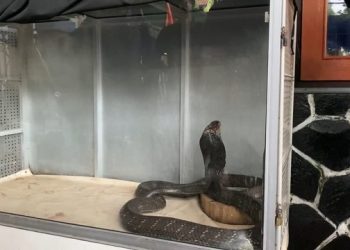 5 Tahun Dipelihara, King Kobra Gigit Pawangnya Hingga Tewas
