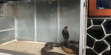 Ular king kobra yang mengigit Triadi Atmono, pawangnya hingga meninggal dunia. Foto: Bacaini/Aby